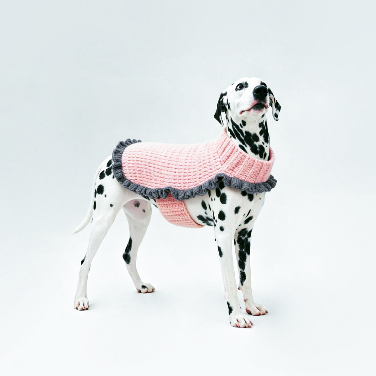 CANDY LIFE_Pet