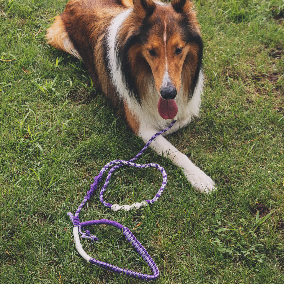 Shoulder Loop Mixed-Knot 3-Color Leash Kit