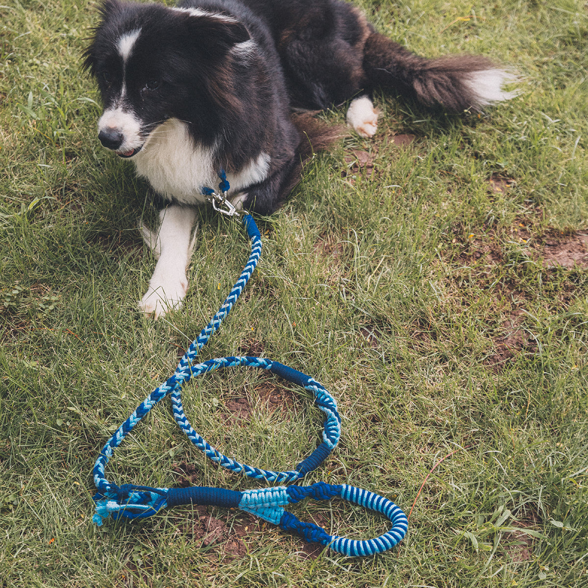 Blend‑Knot Wander Leash Kit