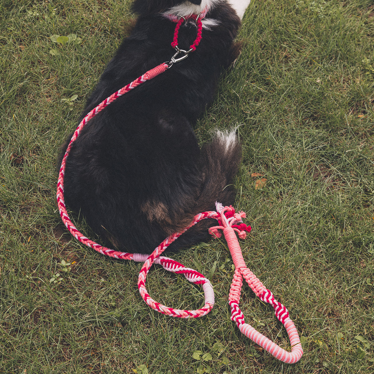 Blend‑Knot Wander Leash Kit
