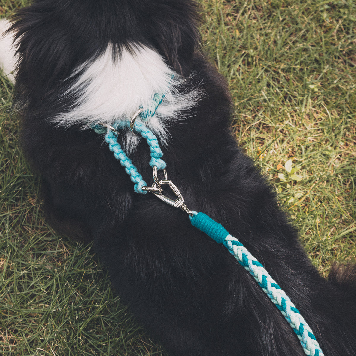 Blend‑Knot Wander Leash Kit