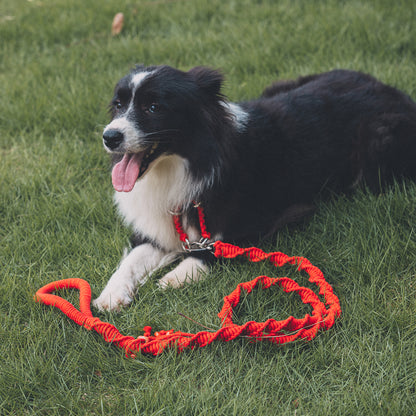 Spiral Companion Leash Kit