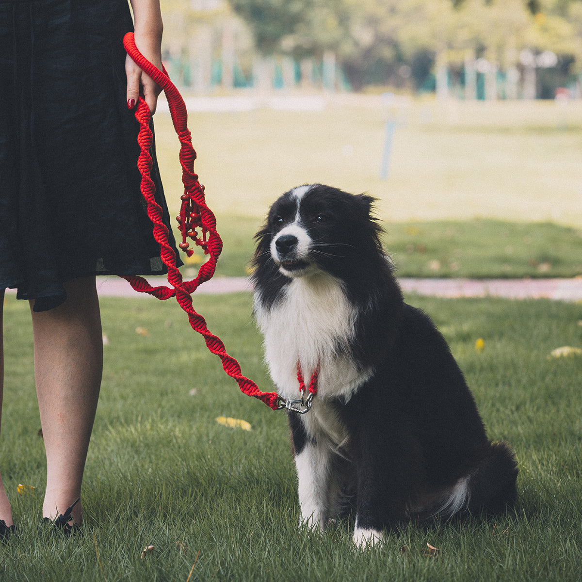 Spiral Companion Leash Kit