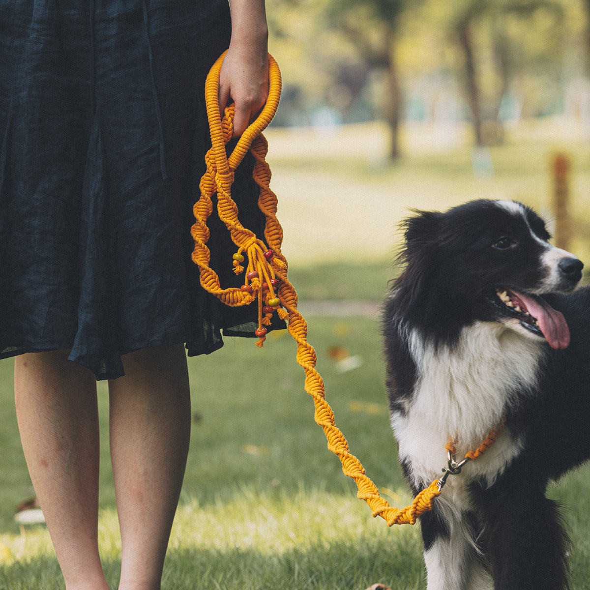 Spiral Companion Leash Kit