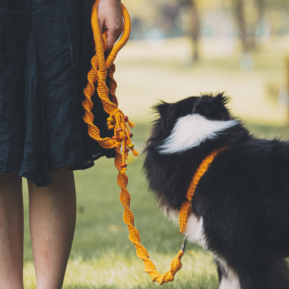 Spiral Companion Leash Kit