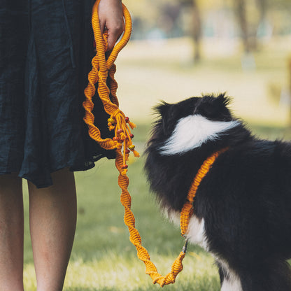 Spiral Companion Leash Kit