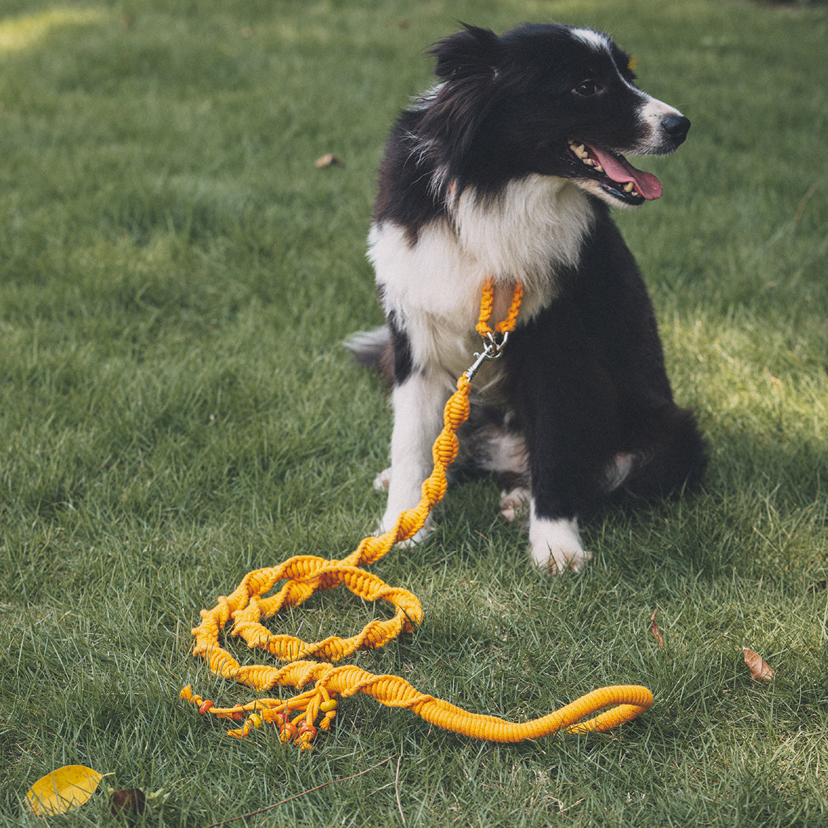 Spiral Companion Leash Kit