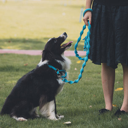 Spiral Companion Leash Kit