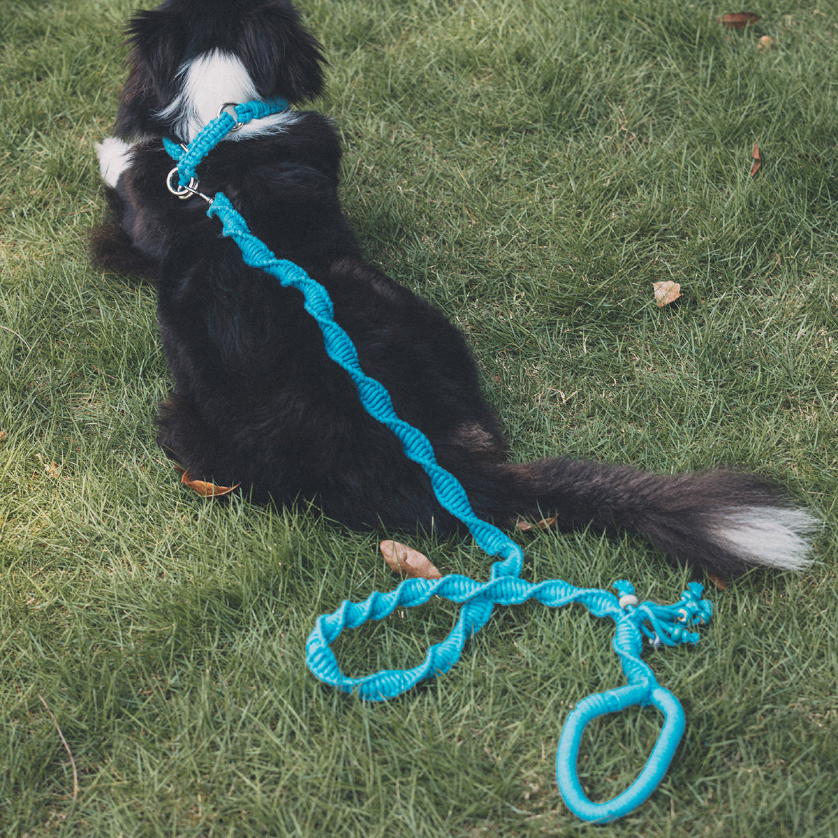 Spiral Companion Leash Kit